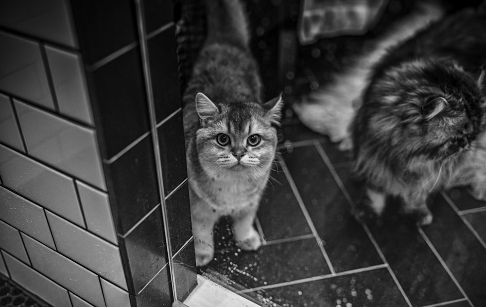 grayscale photo of cat on floor