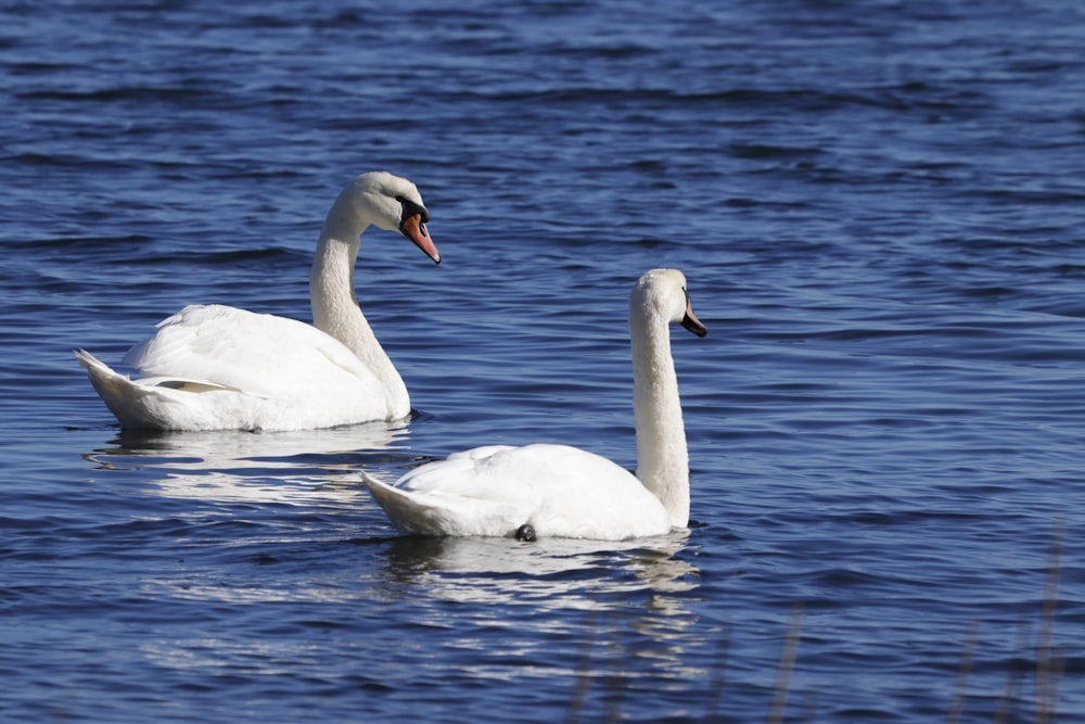 white swan on body of water during daytime