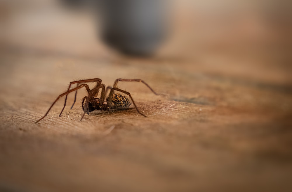 brown spider on brown sand