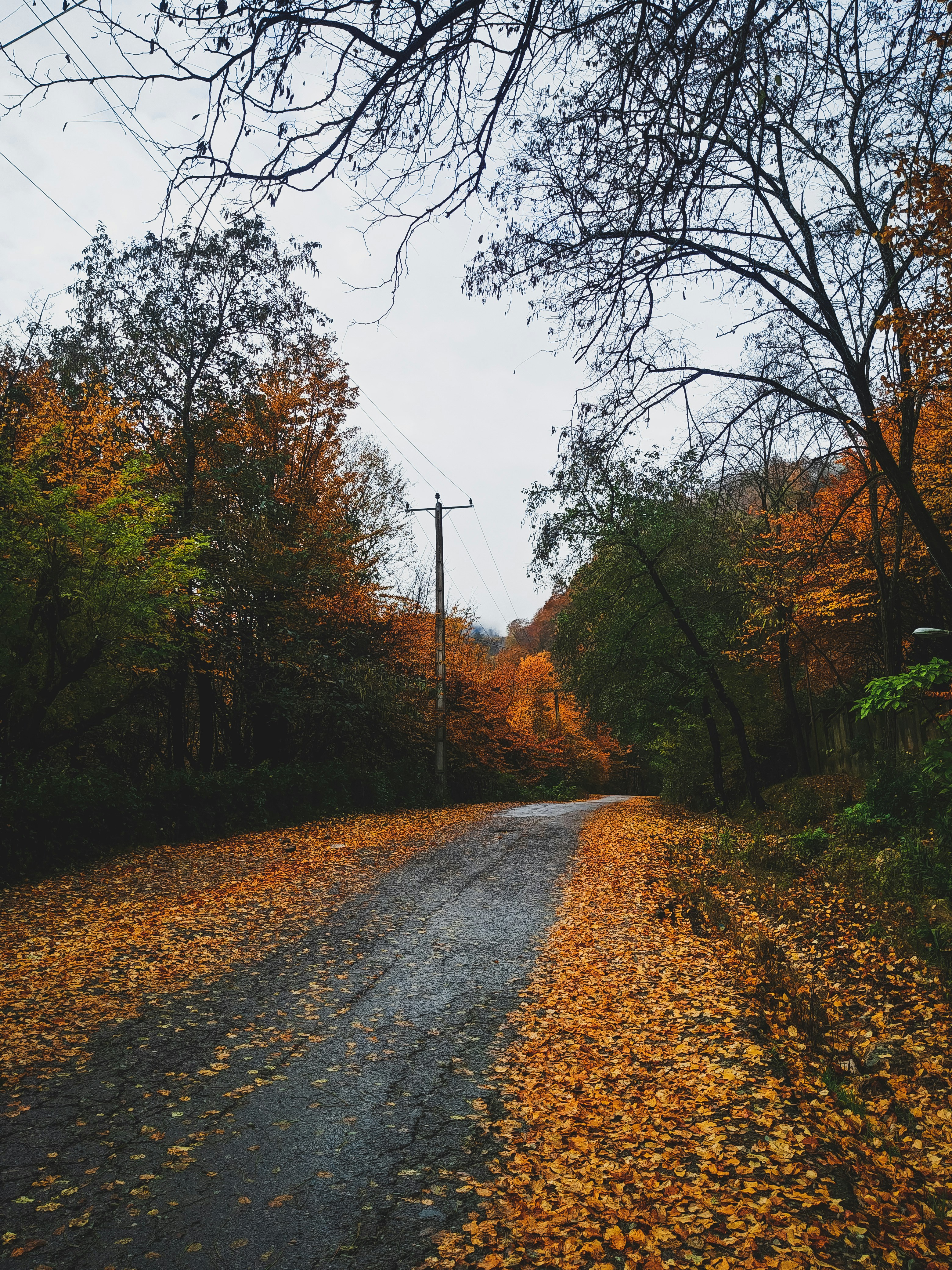 gray concrete road between green trees under white sky during daytime