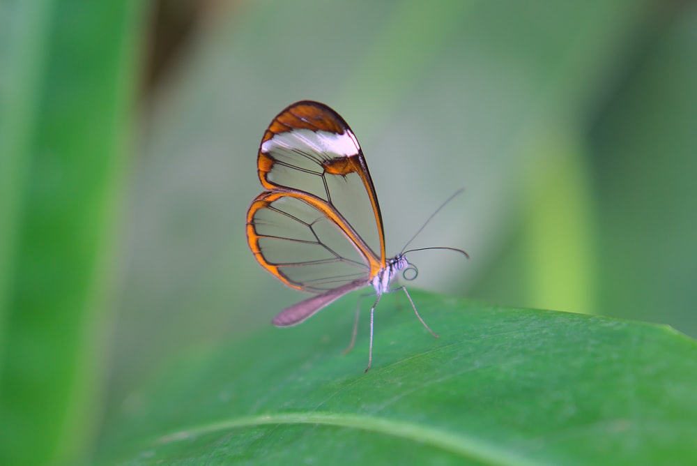 brown and white butterfly on green leaf in close up photography during daytime