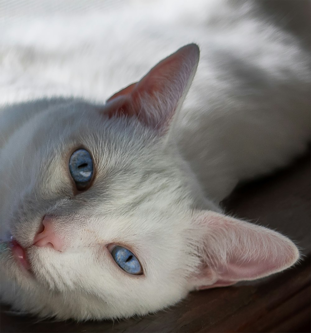white cat lying on brown wooden floor