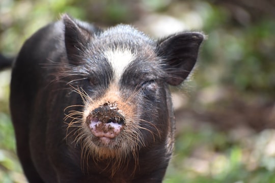 black and white piglet on green grass during daytime in Honolulu United States