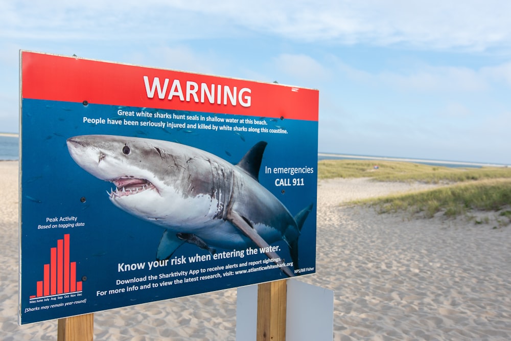 shark on beach under blue sky during daytime