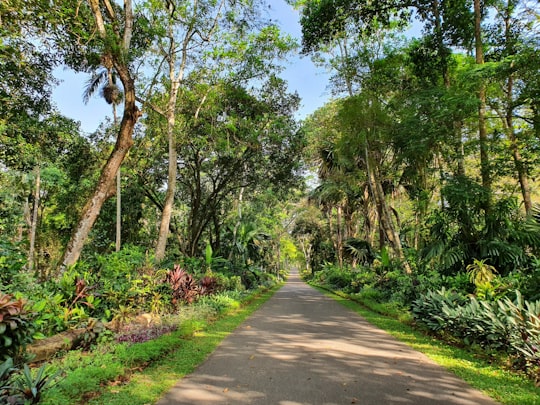 gray concrete road between green trees during daytime in Henarathgoda Sri Lanka