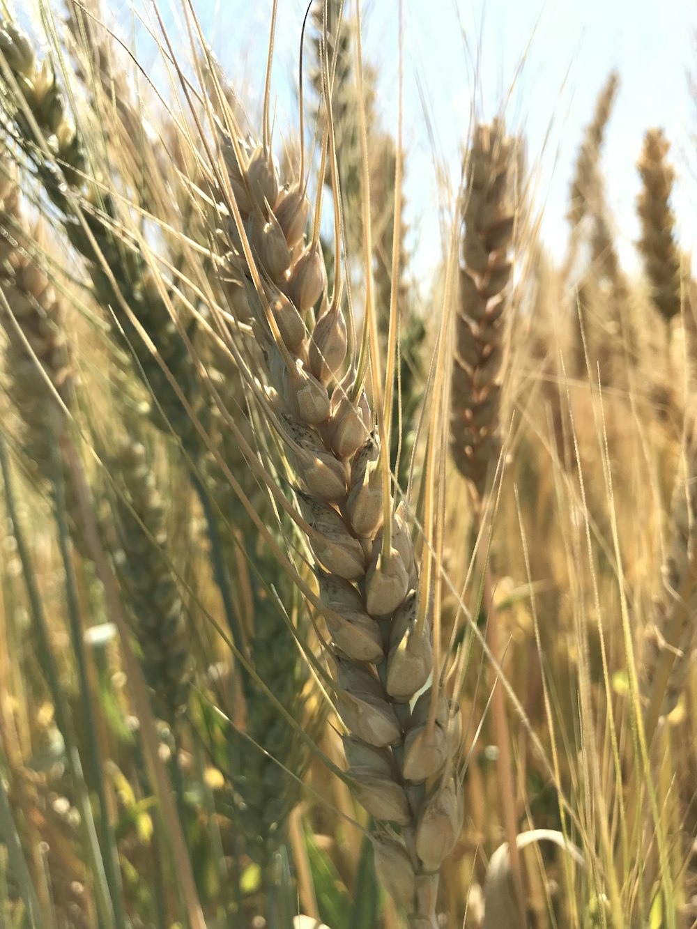 brown wheat field during daytime