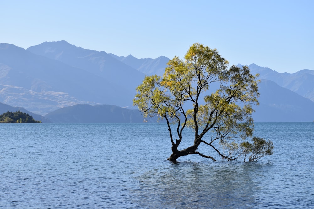 green tree on body of water during daytime