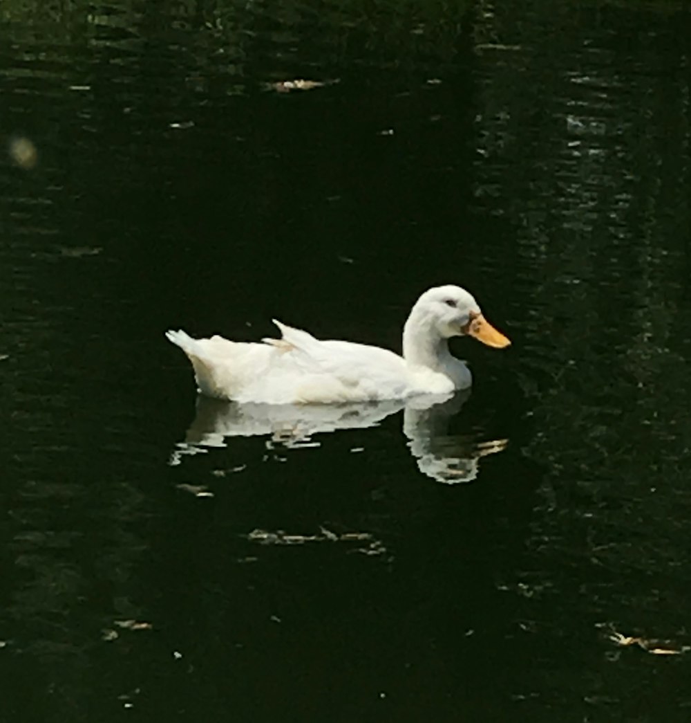 white swan on water during daytime