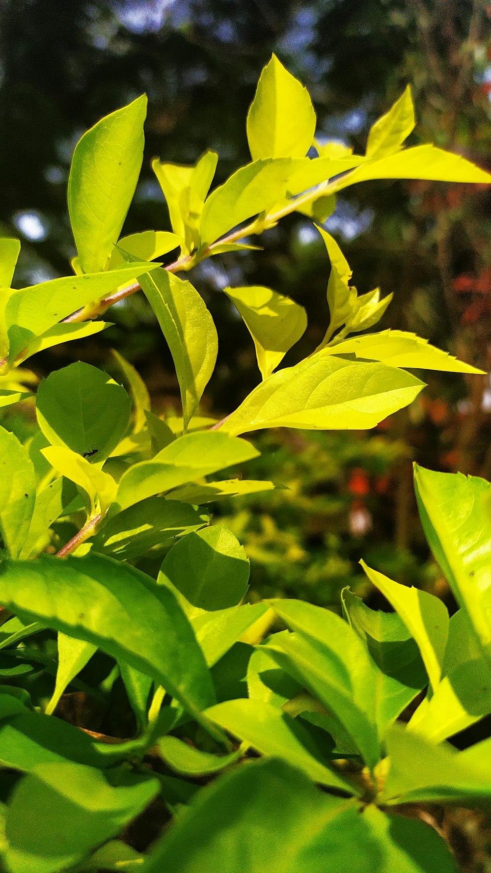 green leaves in tilt shift lens