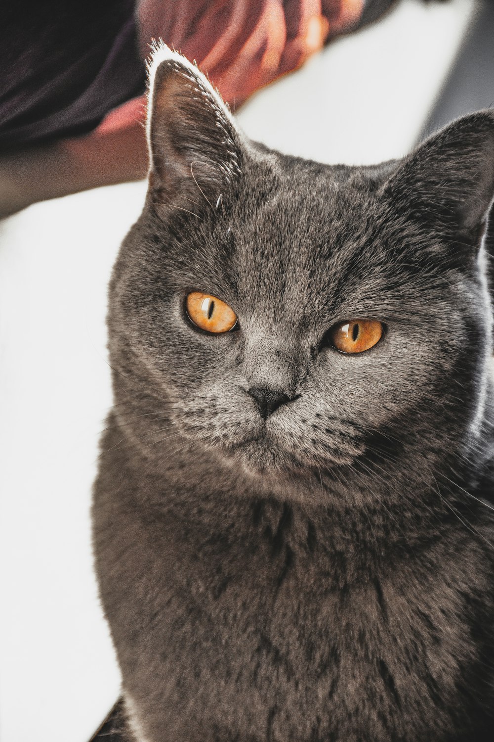 a gray cat sitting on top of a white table