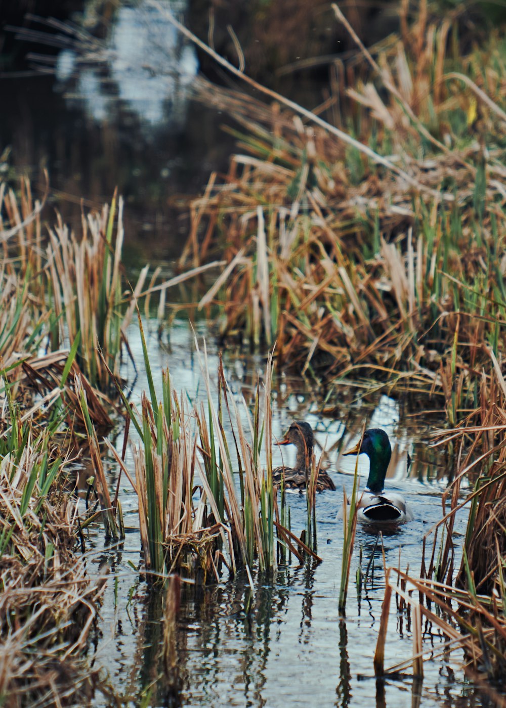2 mallard ducks on water during daytime