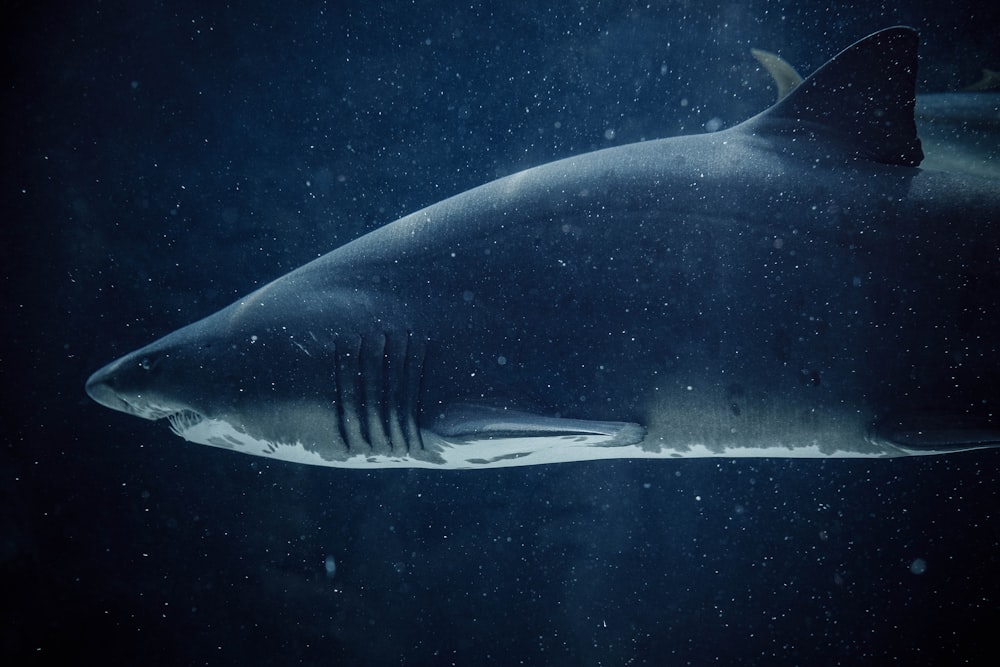 Schwarzer und weißer Hai unter Wasser