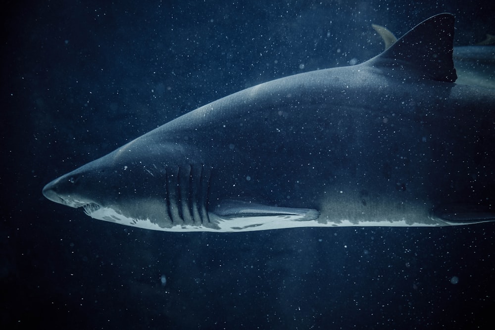 Tubarão preto e branco debaixo d'água