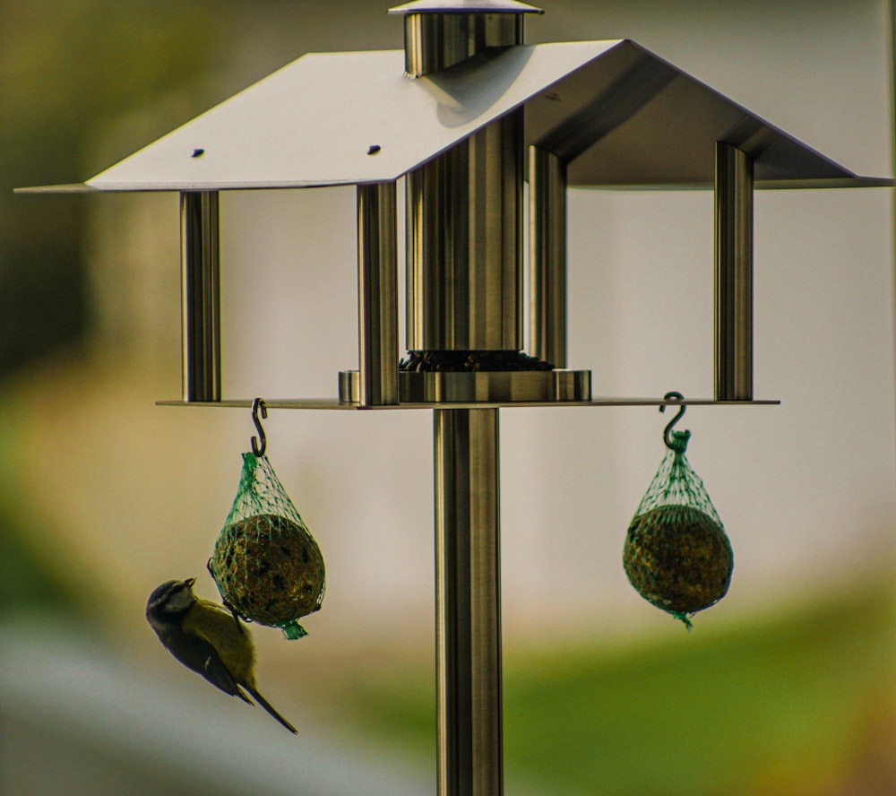 black and green bird on black steel bird cage