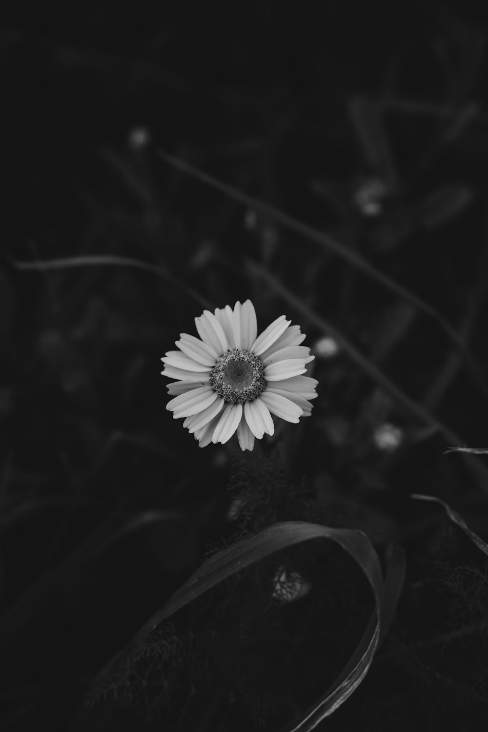 grayscale photo of white flower