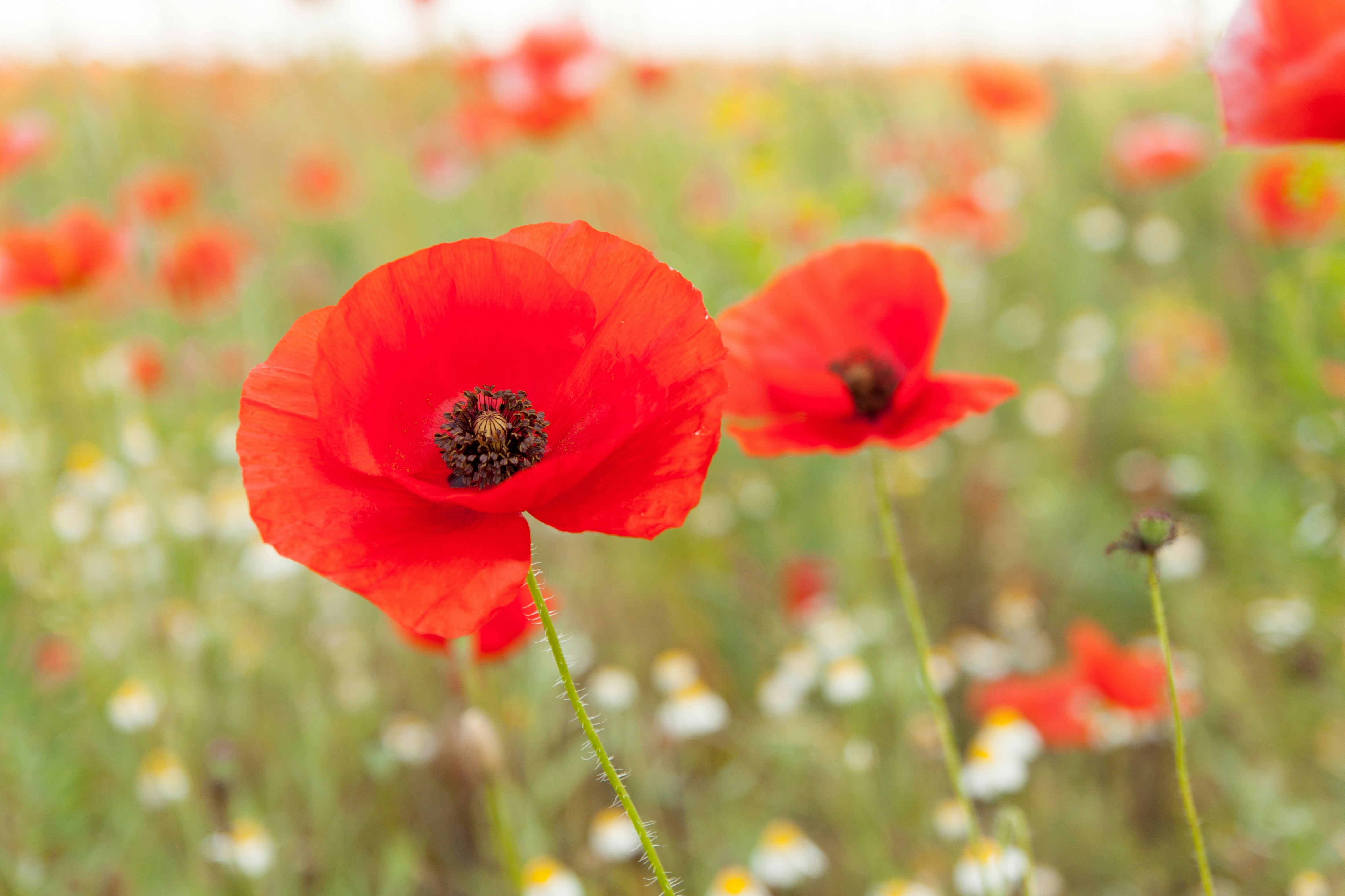 Photo by milohrodskyi