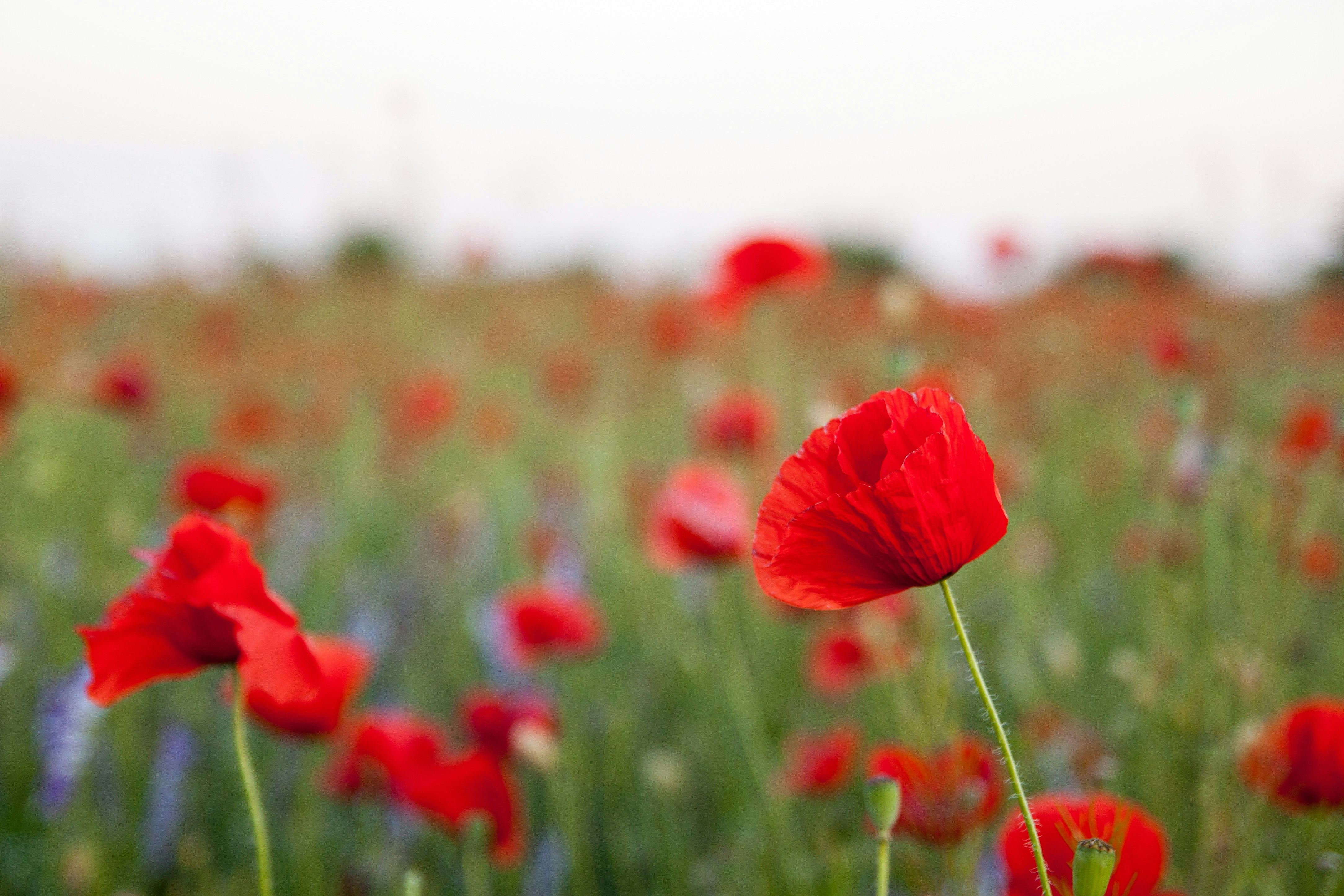 Photo by milohrodskyi