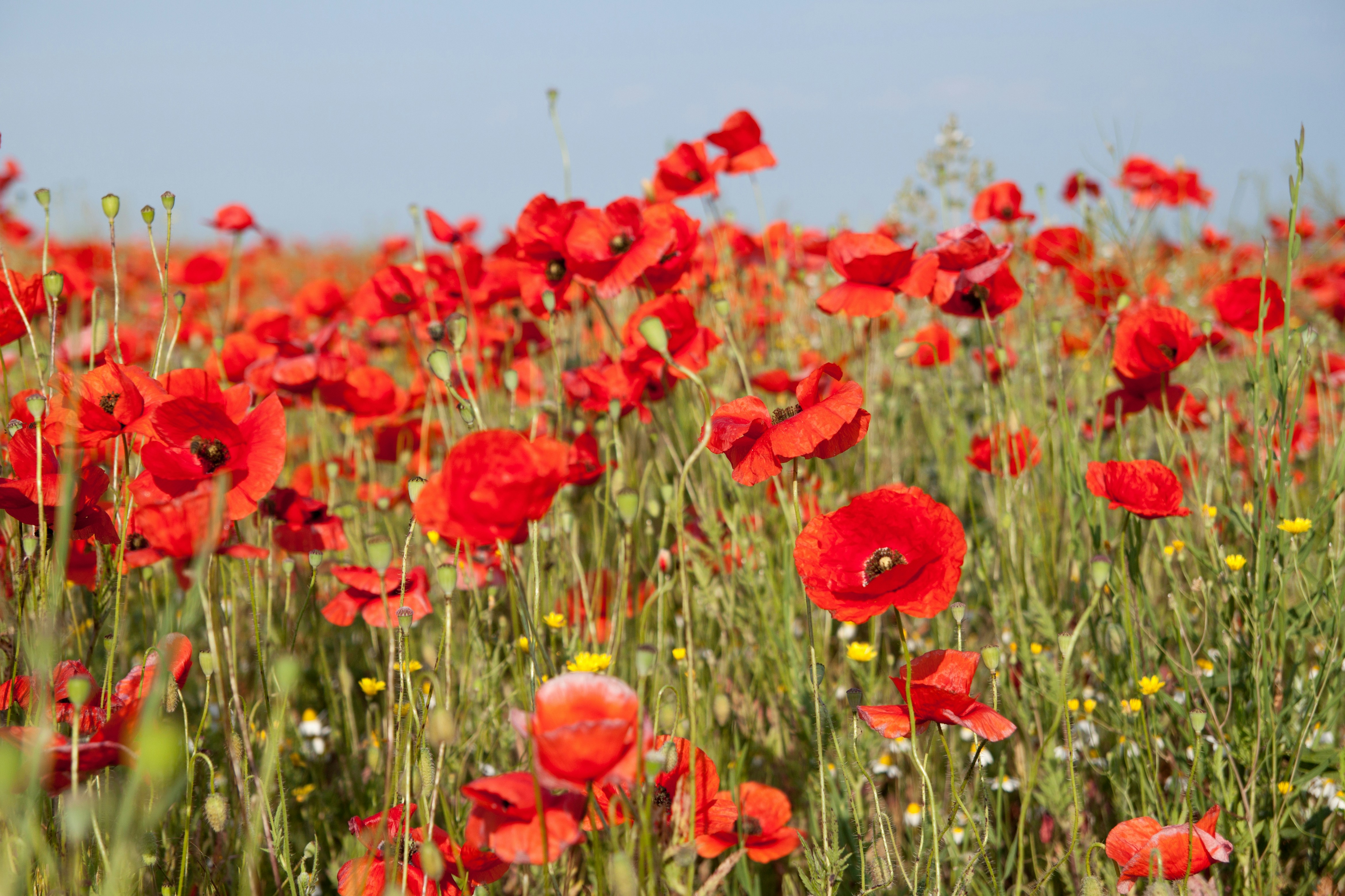 Photo by milohrodskyi