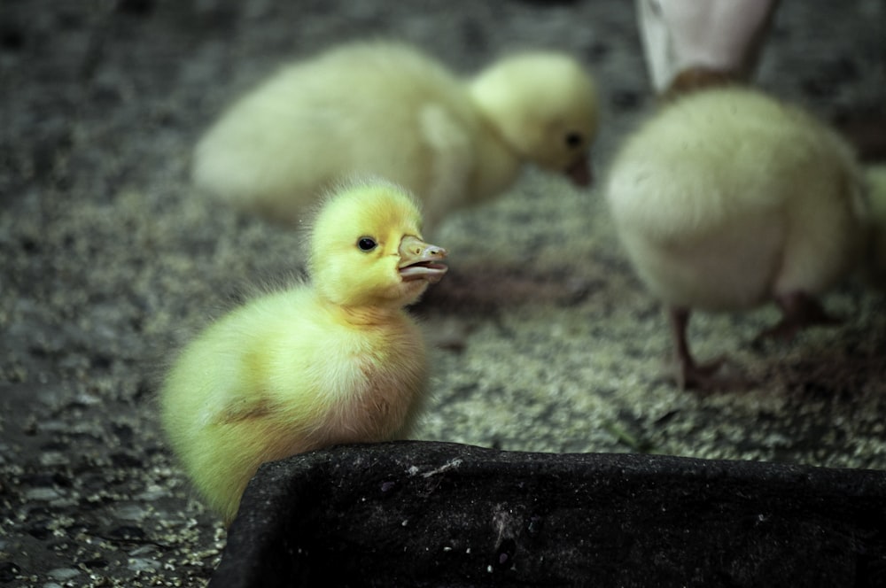 yellow chick on black rock