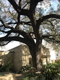 A large tree with thick, gnarled branches dominates the foreground. Its leaves are lush and provide ample shade. Behind the tree, there is a stone building with small windows and a tiled roof. The area around the tree is landscaped with bushes and small plants. A wooden bench is positioned at the base of the tree, offering a place to sit and admire the surroundings.