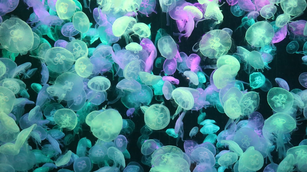 purple and green jelly fish