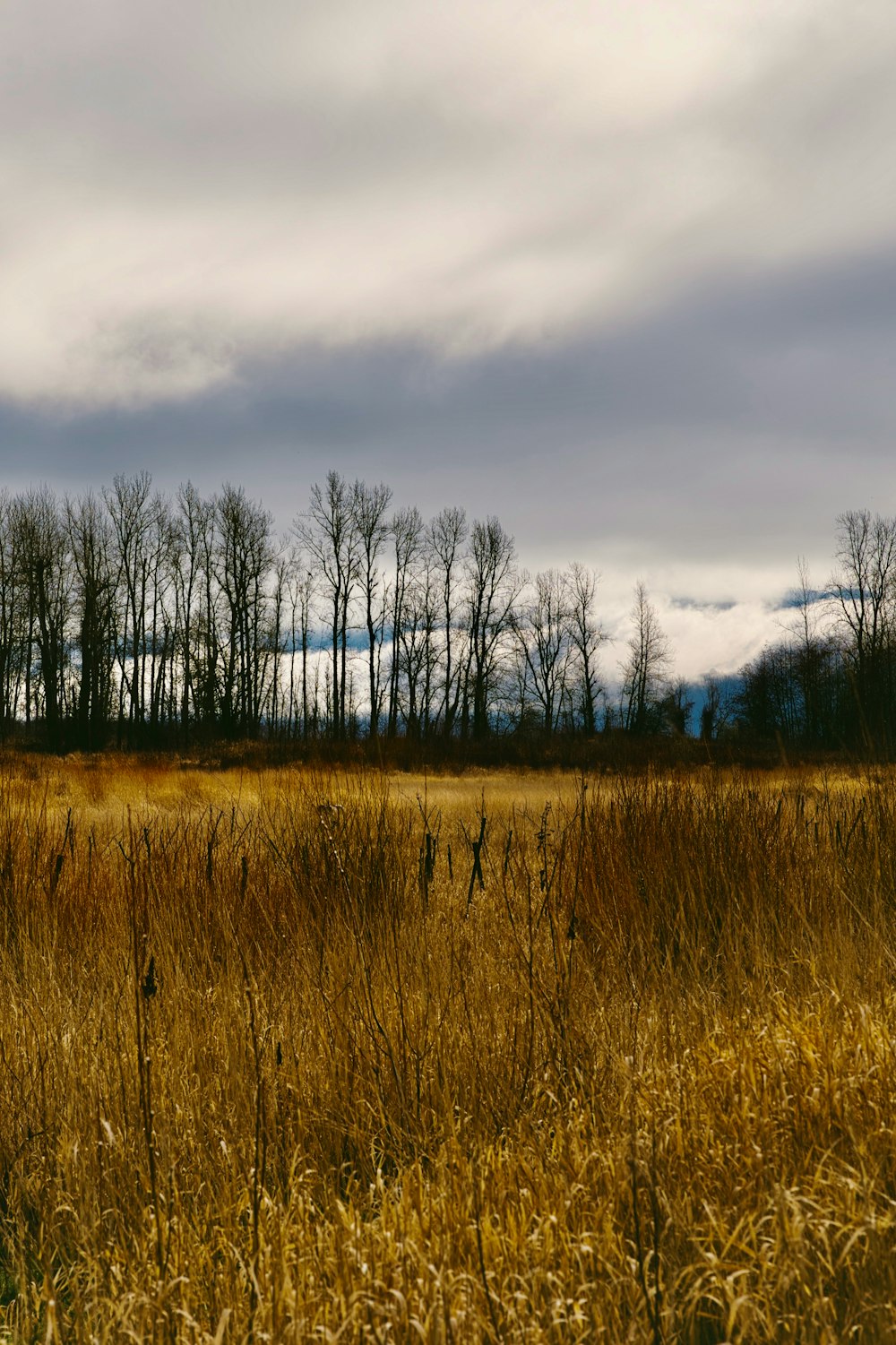 brown grass field under cloudy sky during daytime