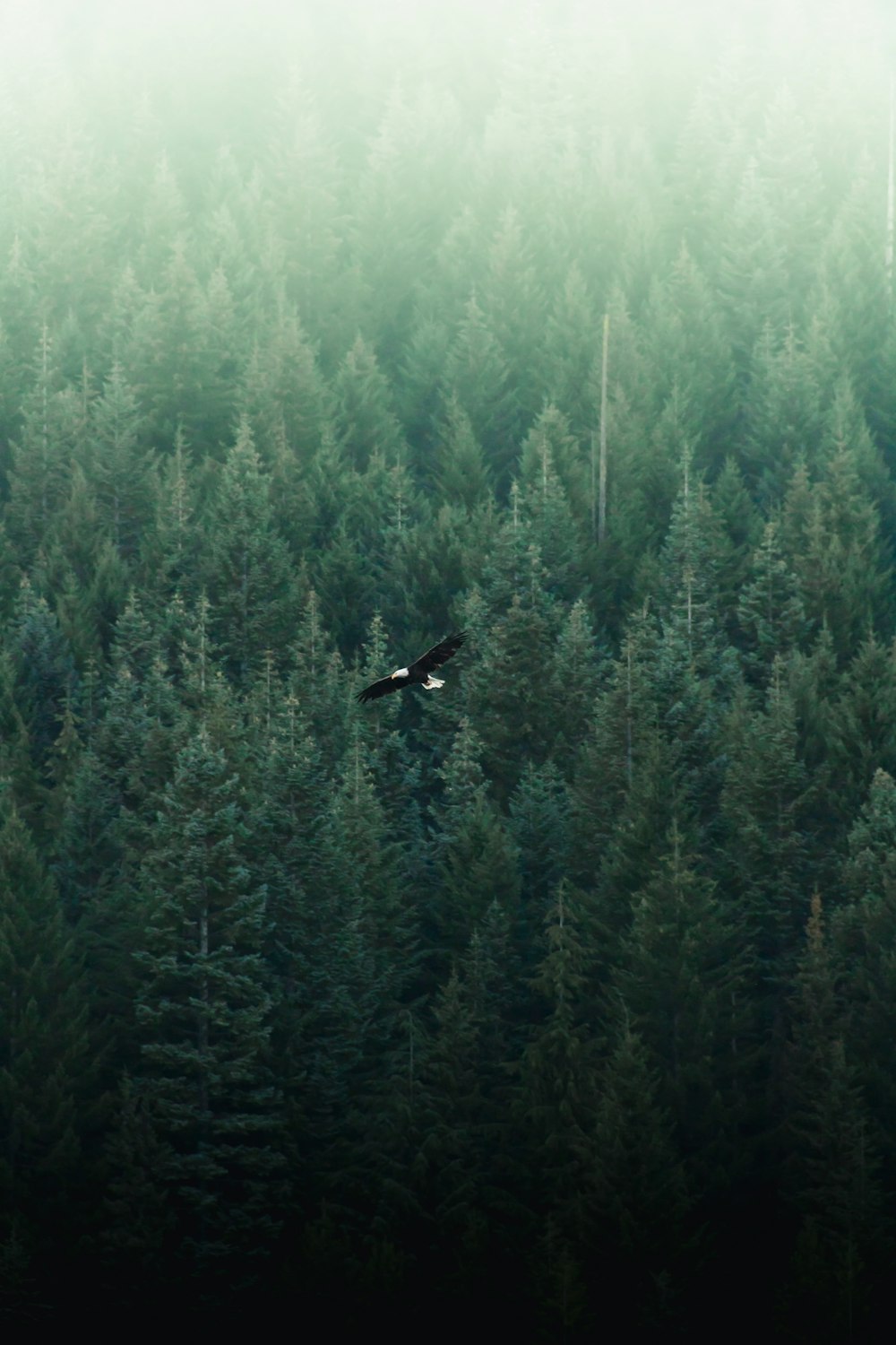 black bird flying over green grass field during daytime