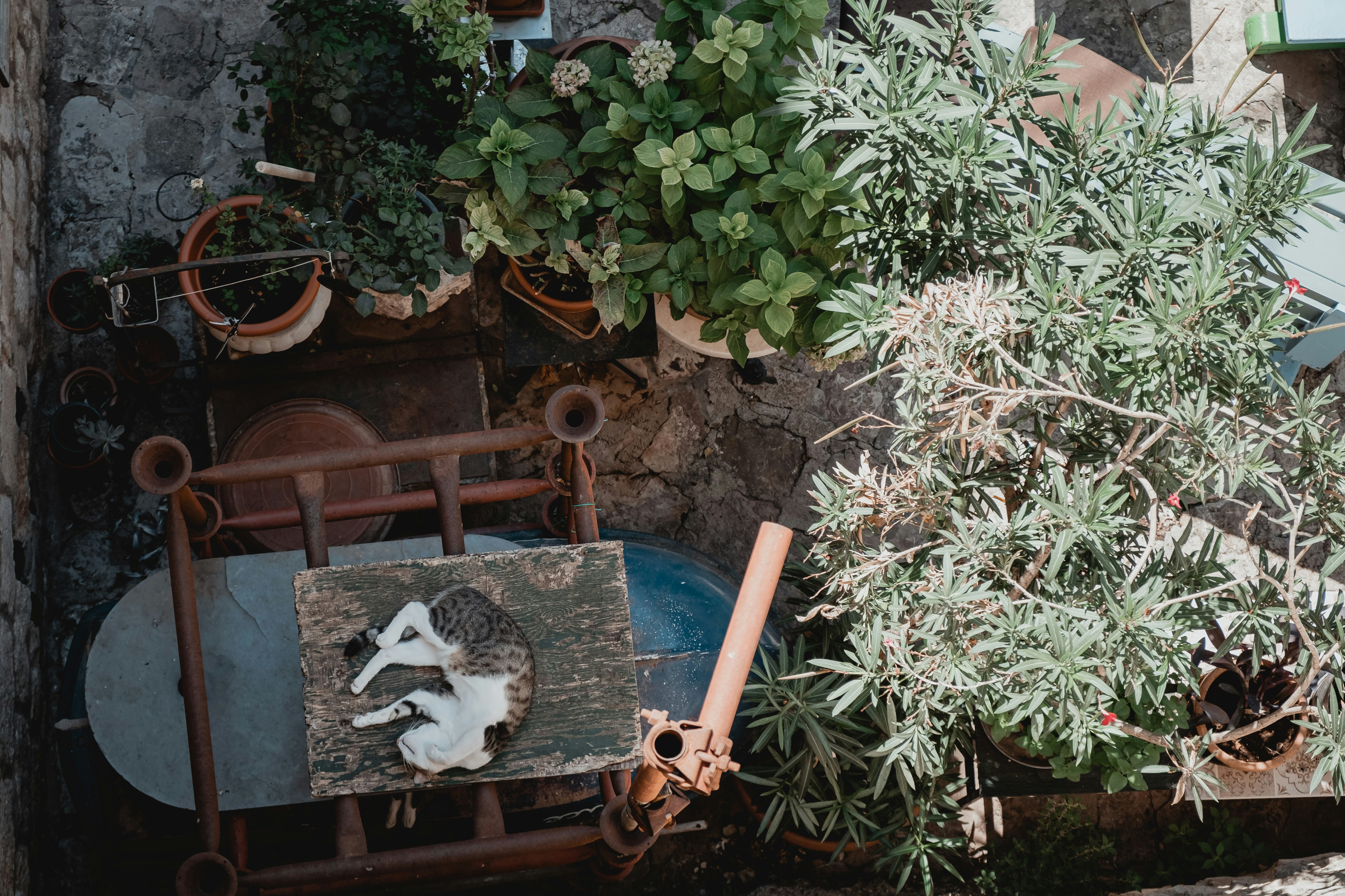 Green plants on brown clay pot