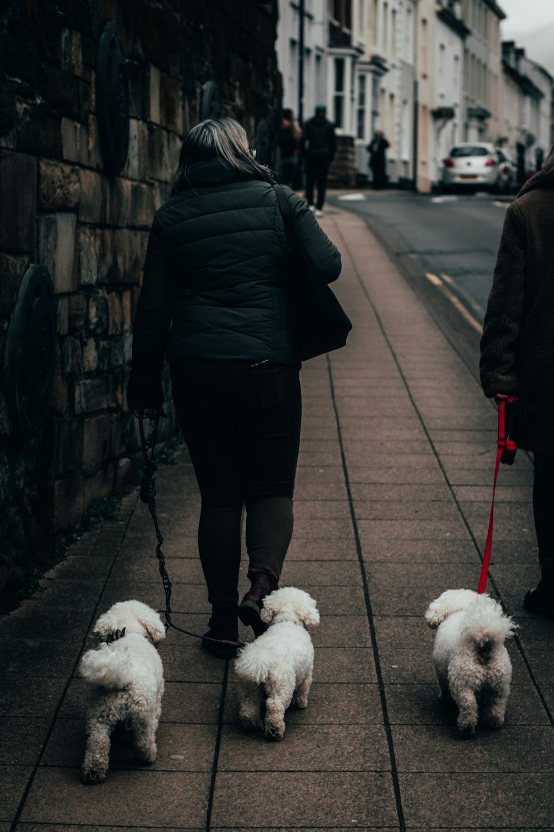 woman in black jacket and black pants walking with white poodle