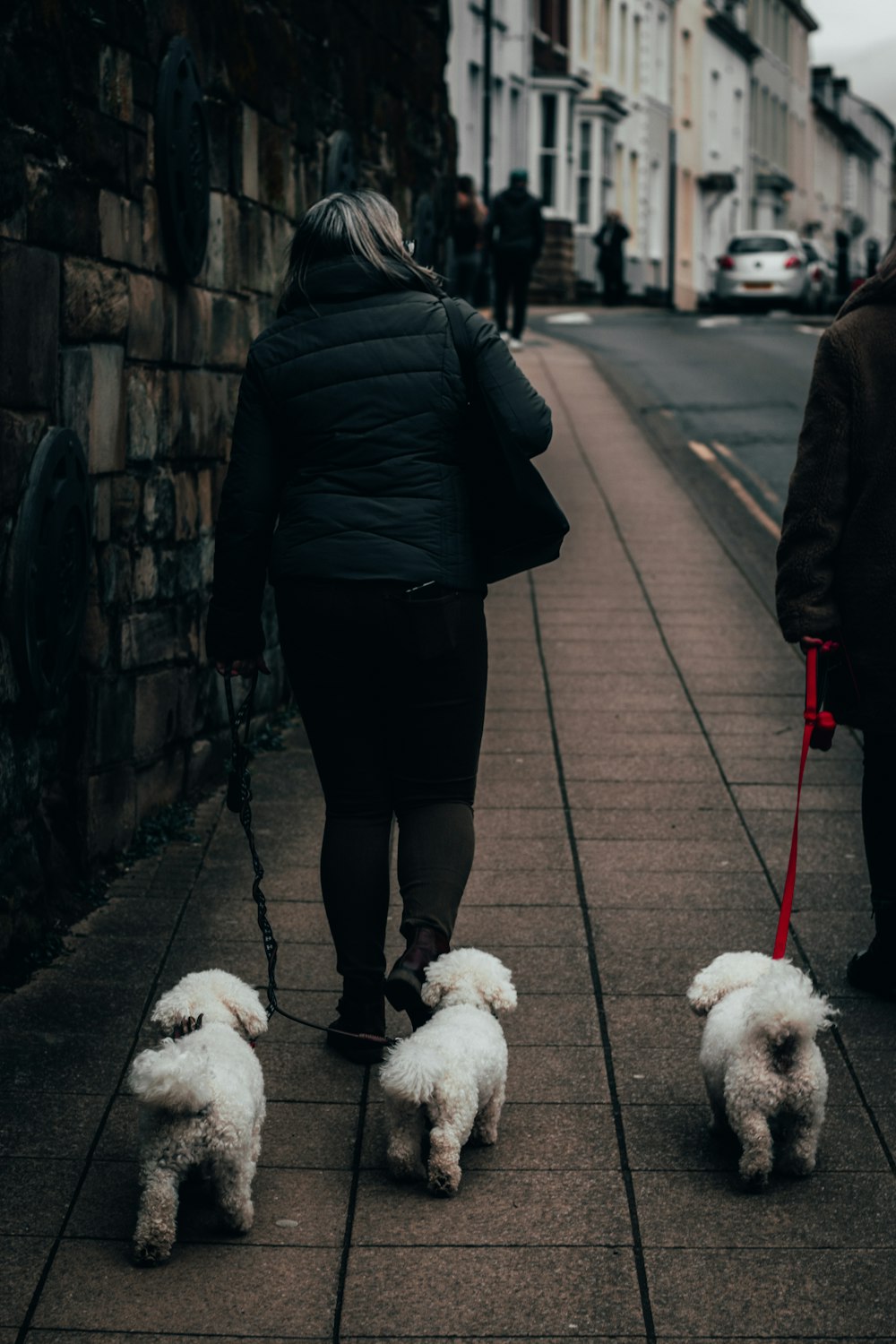 woman in black jacket and black pants walking with white poodle