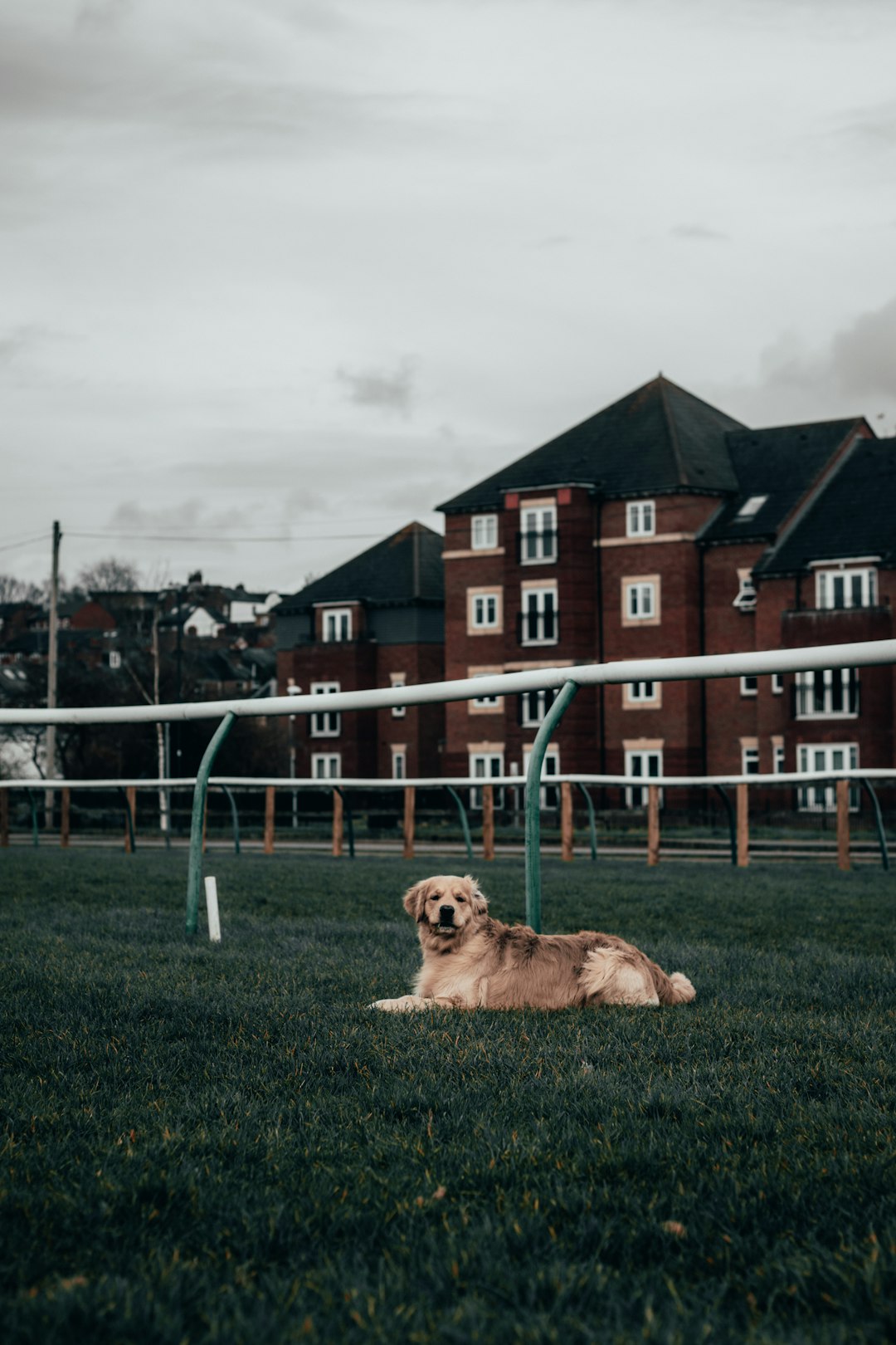 brown long coated dog sitting on green grass field near blue metal fence during daytime