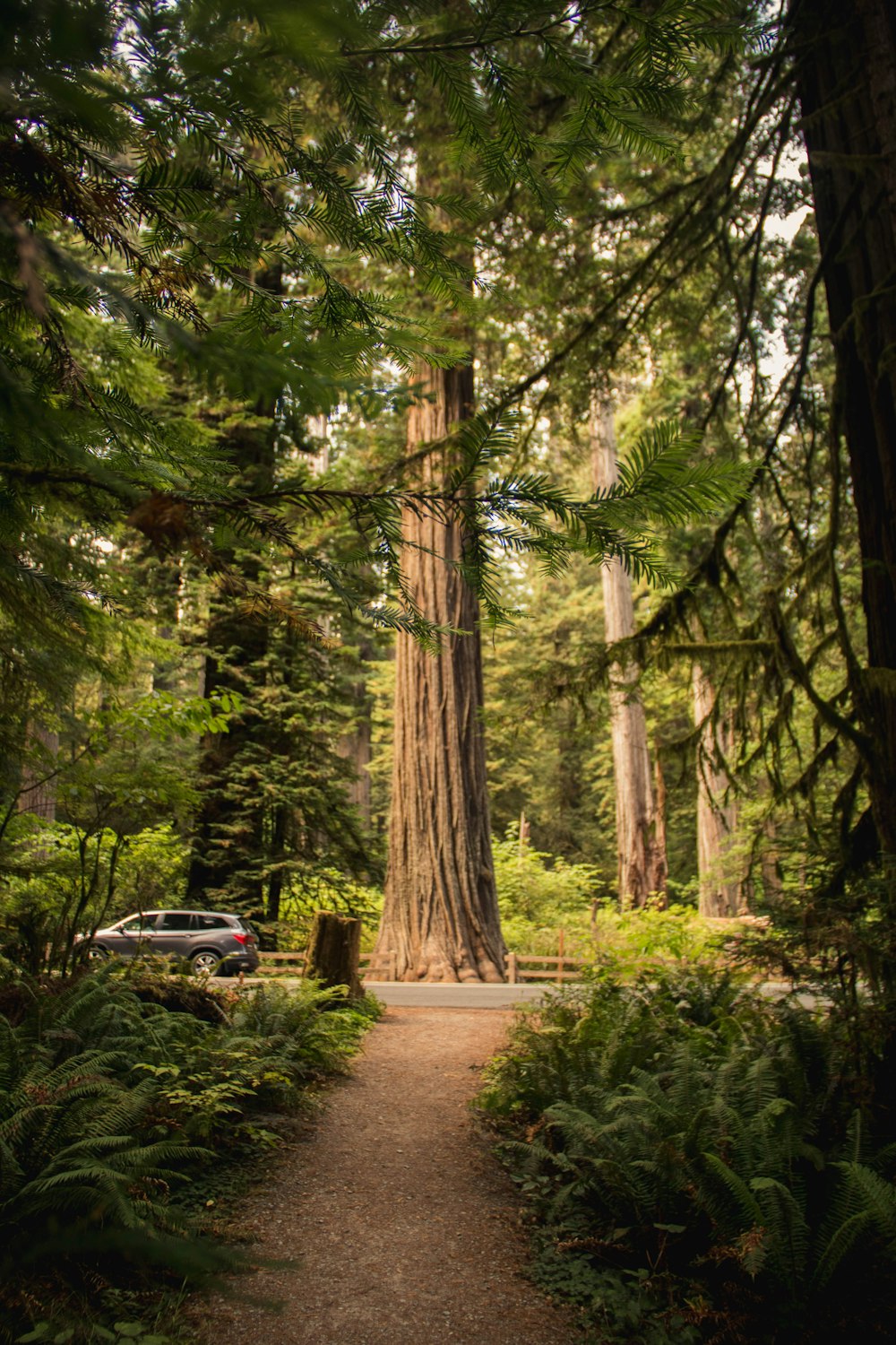 white and red car on road in between trees during daytime