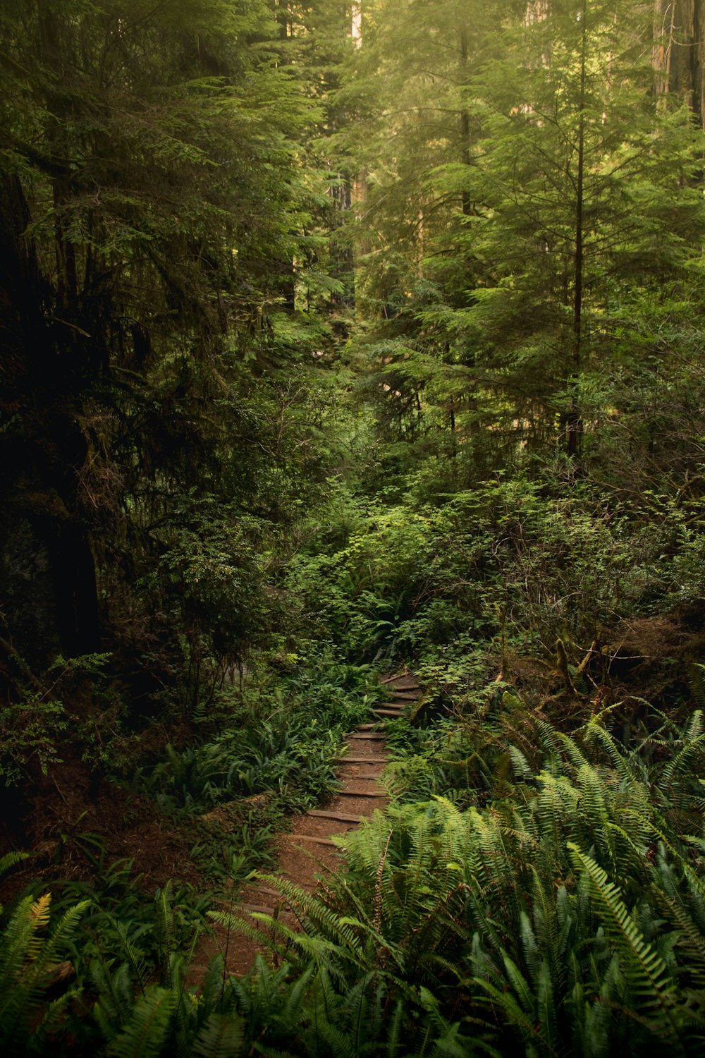 brown wooden pathway in the middle of green trees