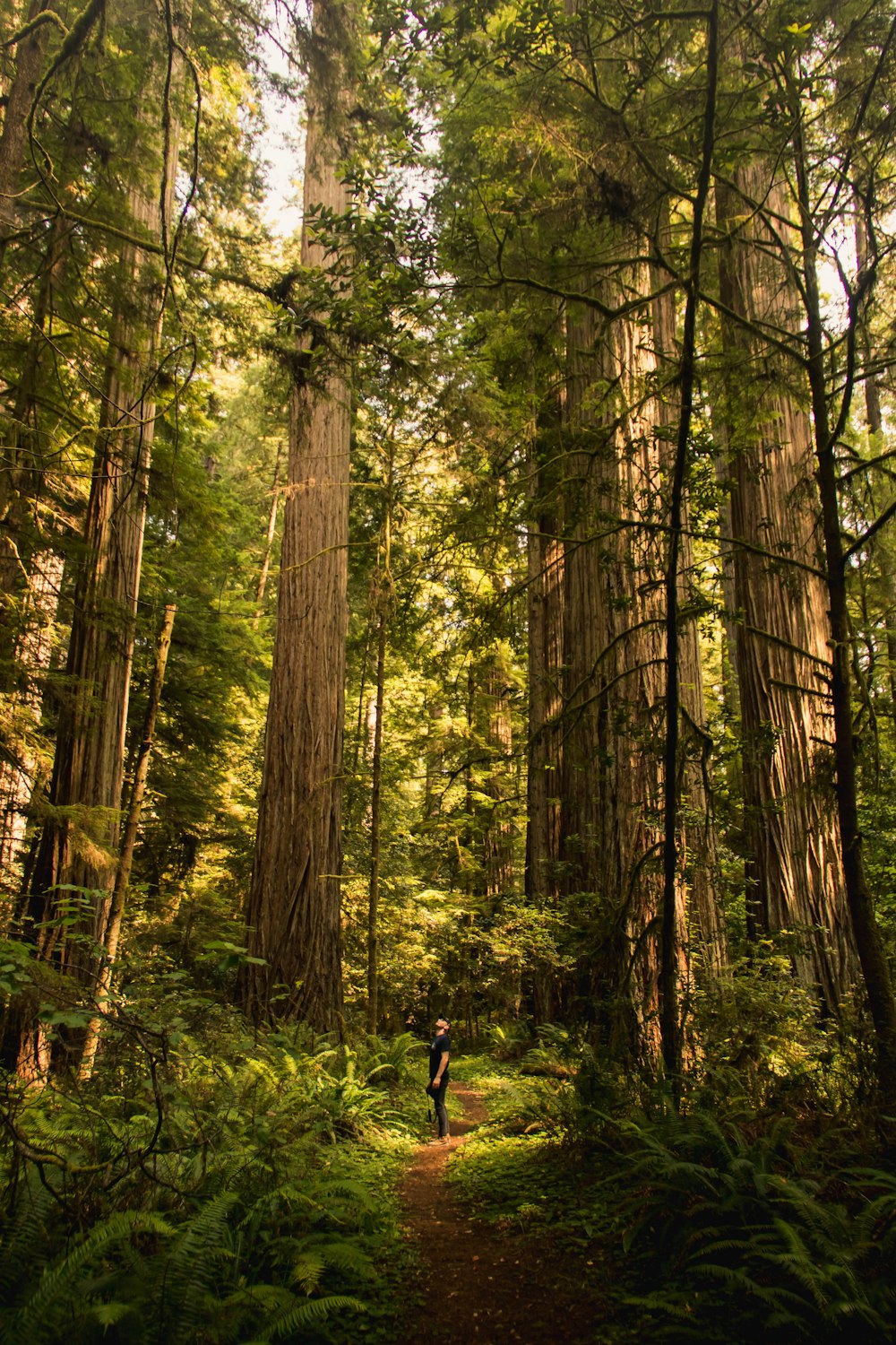 person in black jacket walking on forest during daytime