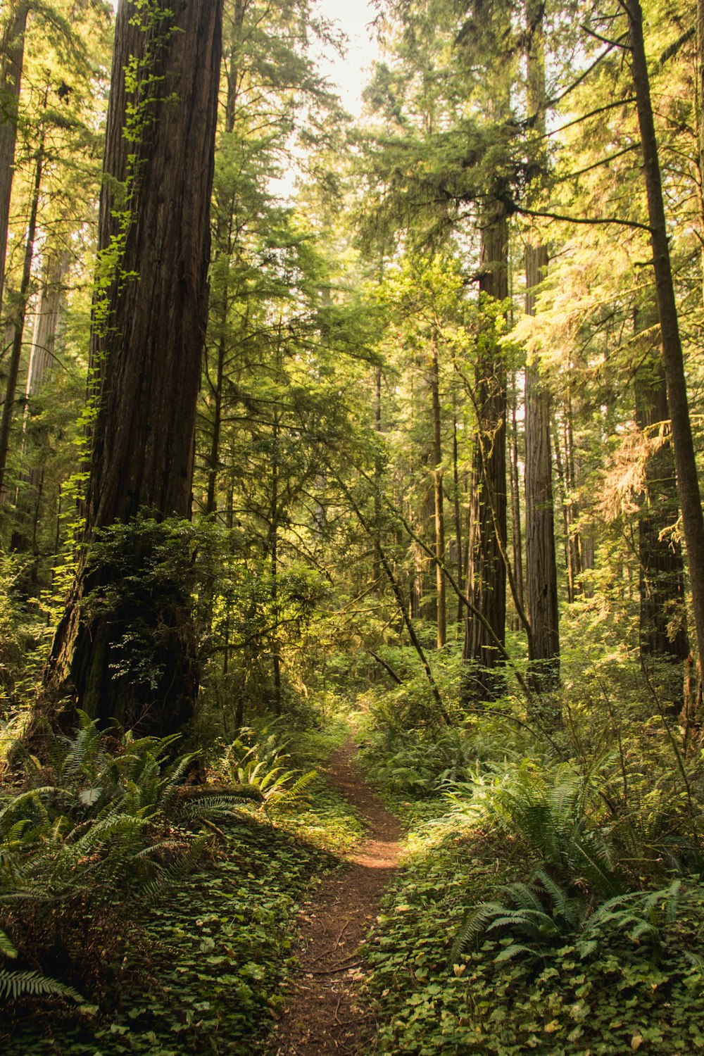 green trees on forest during daytime