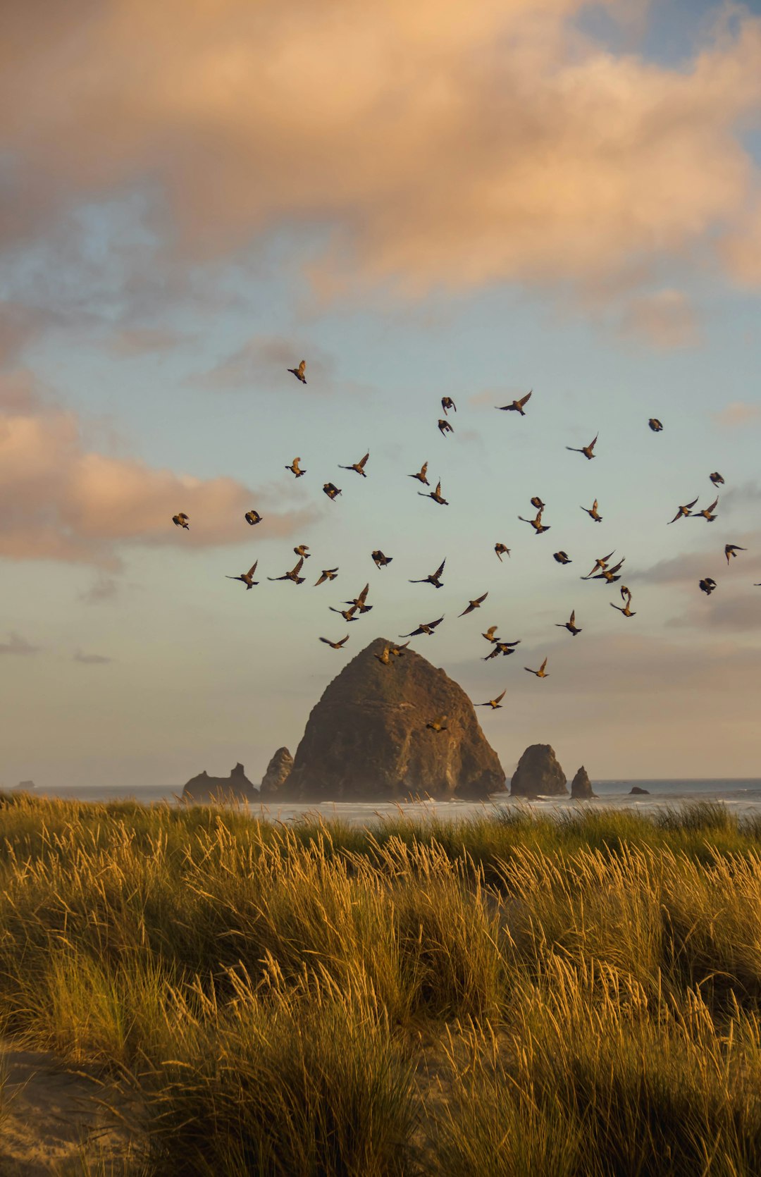 flock of birds flying over the sea during daytime