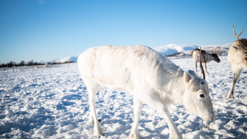 昼間の青空の下、雪に覆われた地面に白い馬