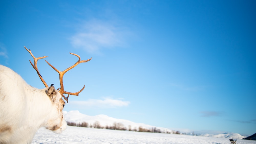 昼間の雪に覆われた地面にいる茶色の鹿