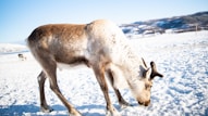 brown and white animal on snow covered ground during daytime