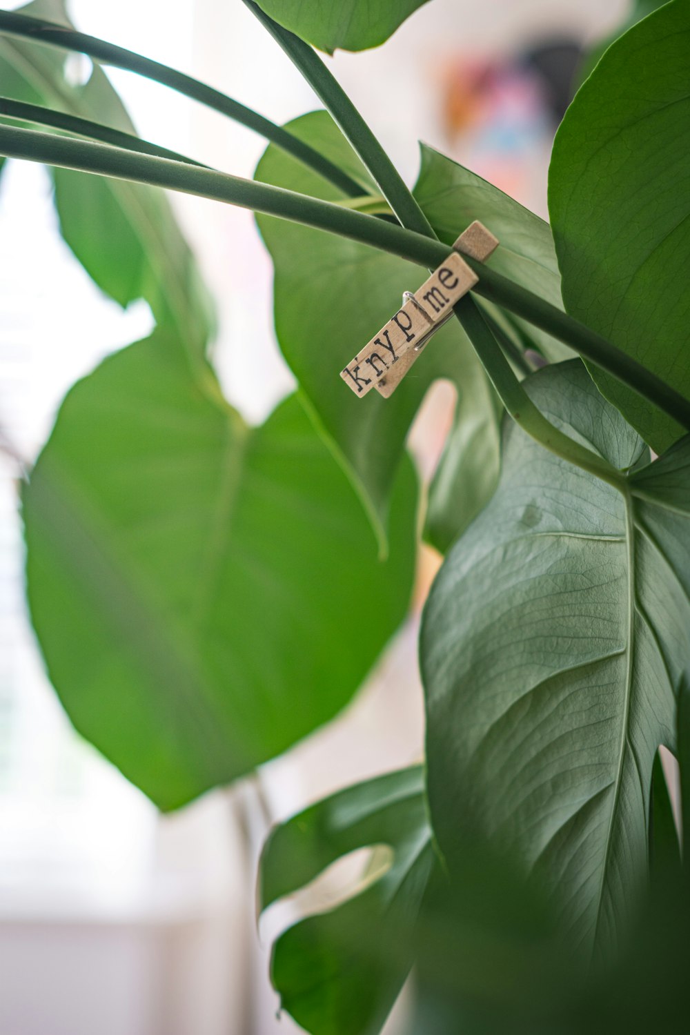 brown wooden signage on green leaves