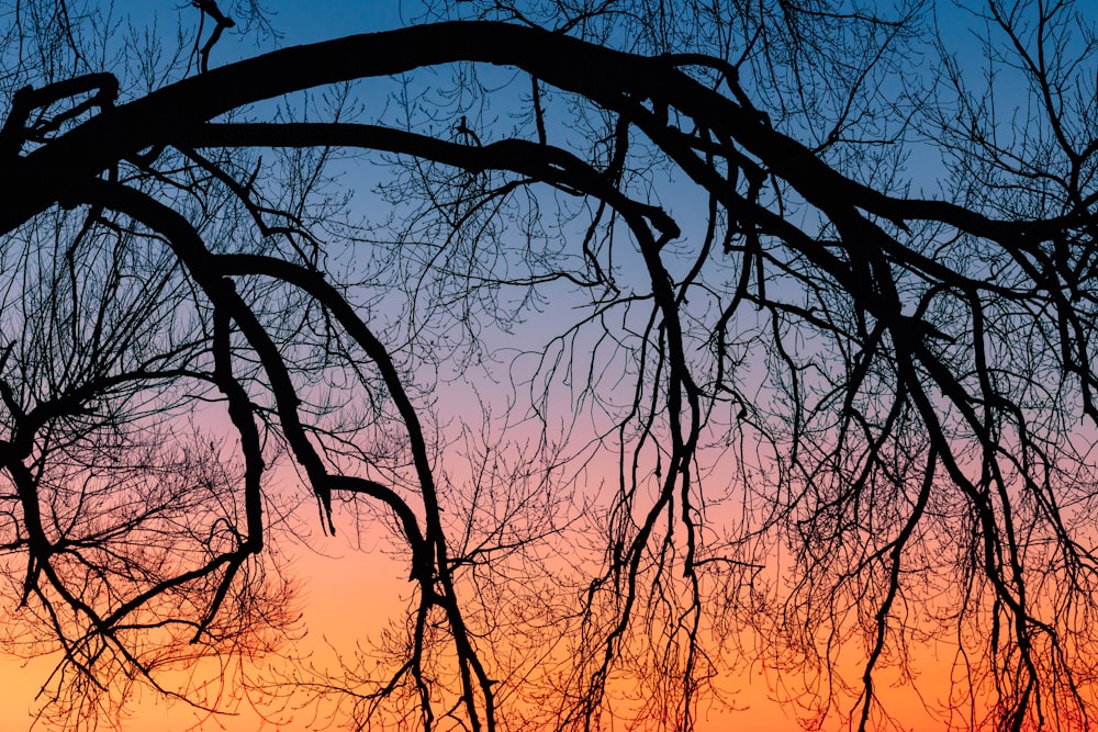 silhueta da árvore nua durante o pôr do sol