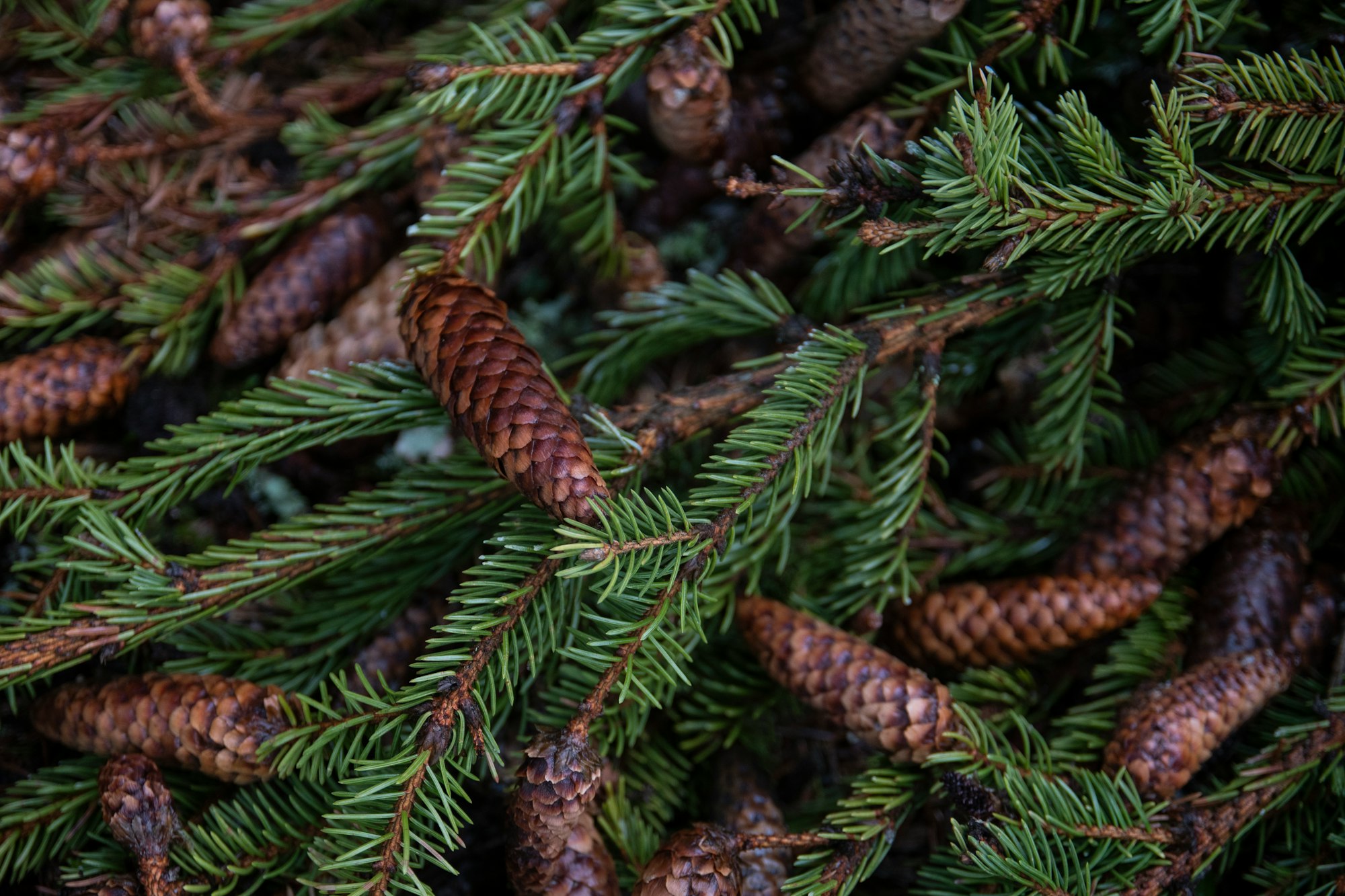 Spruce cones on branches