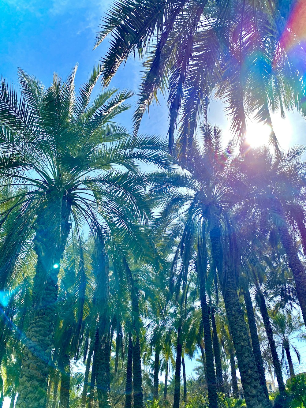 green palm tree under blue sky during daytime