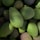 A close-up view of multiple avocados with a rough, textured skin. The fruits are tightly packed together, showcasing their varying shades of green with some darker patches.