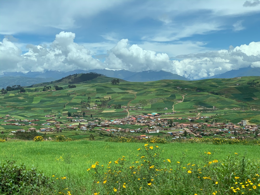 yellow flower field under blue sky during daytime