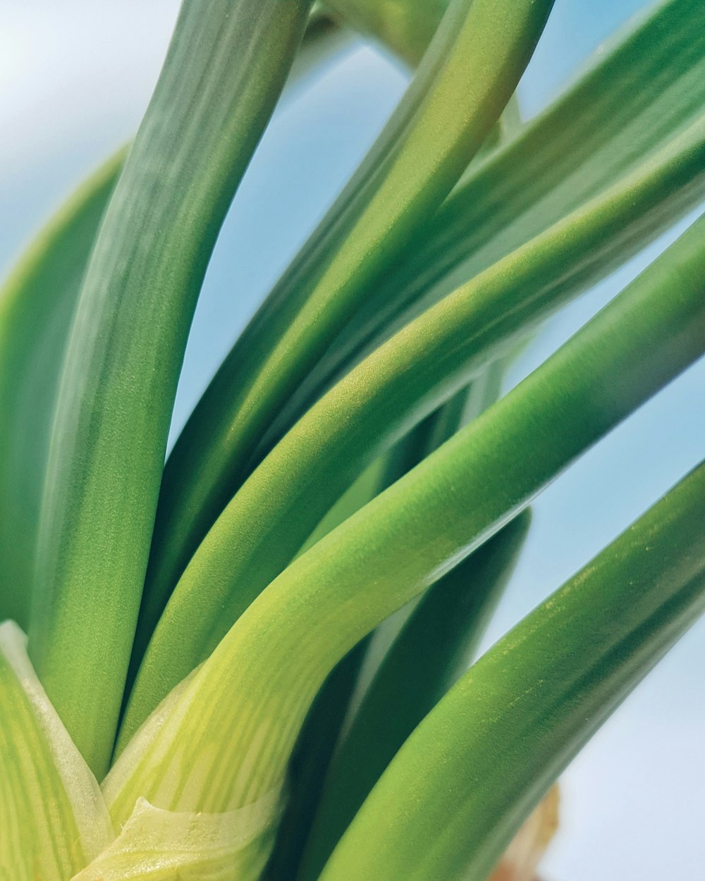 green plant in close up photography