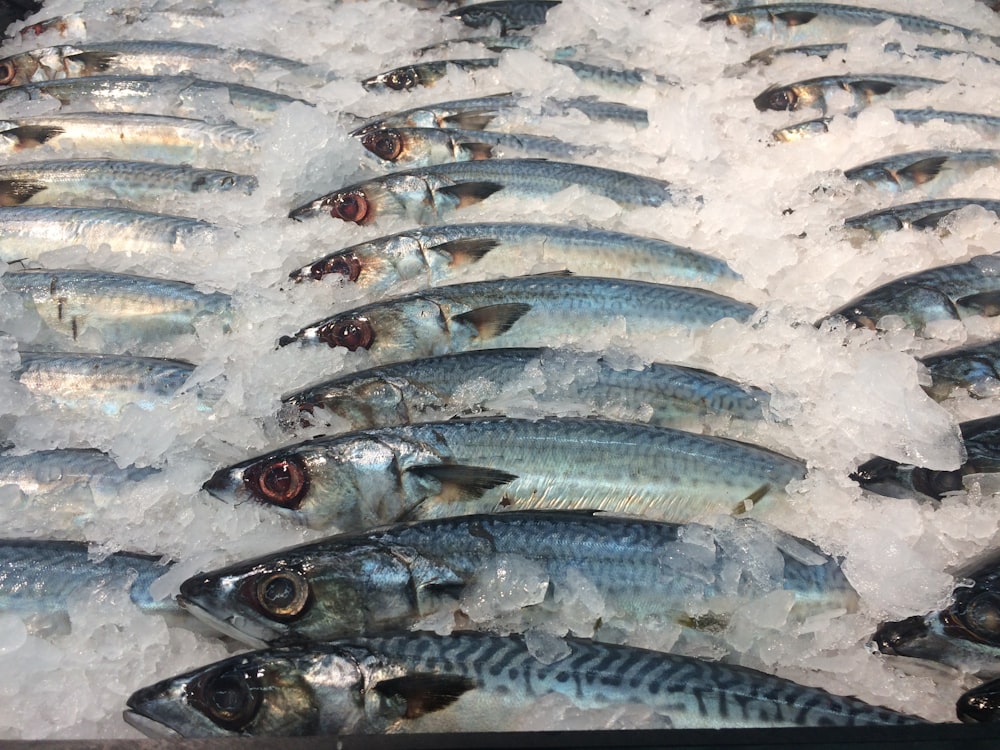 白い砂浜に銀色の魚