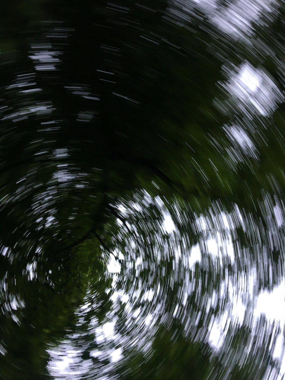 green trees under white sky during daytime