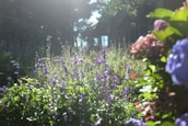 A vibrant garden scene showing a mix of plants and stonework under soft daylight.