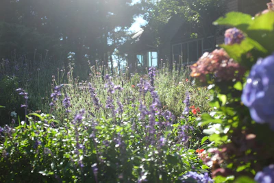 A charming small backyard filled with lush cottage garden plants and soft green foliage under warm sunlight.